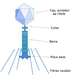 A phages diagram. Photo taken from public domain. Photo taken by Leptictidium.
