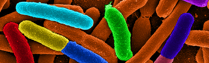 E coli bacteria. Picture taken from a public domain