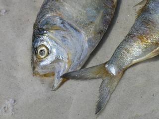 Fish Deads by Red Tide. Judy Baxter, Flickr Creative Commons. 2005