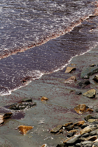 Red Tide in Newport, Rhode Island, Easton Beach. Parl, Flickr Creative Commons. 2008.