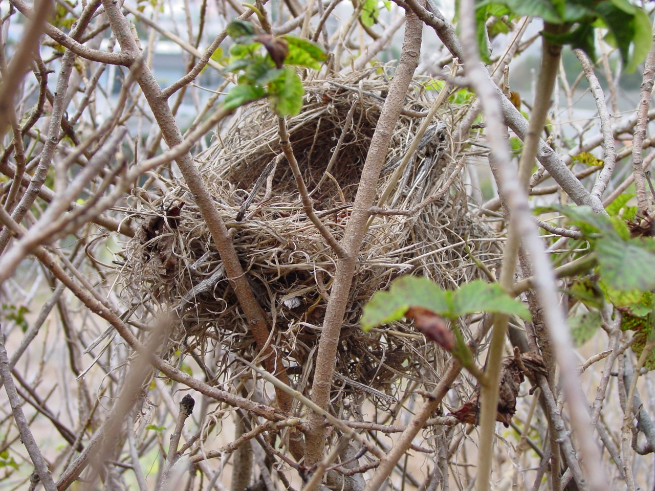 This a picture of a bird's nest in a poison oak plant. 