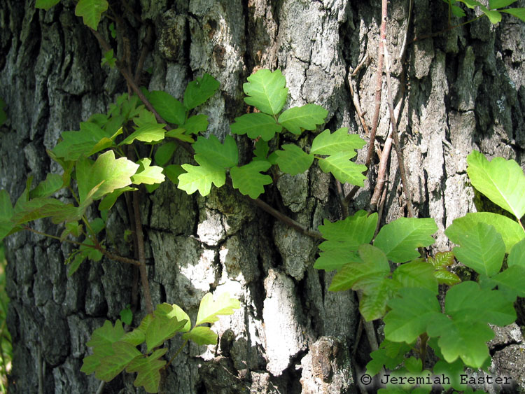 Close up of a poison oak vine attaching and wrapping around the tree.