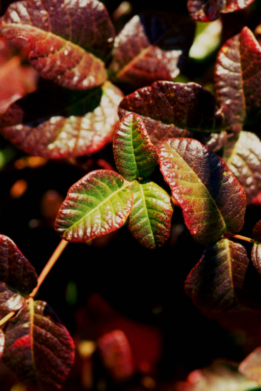 This image of a poison oak plant shows the deep red coloration that developes on the plant during the fall.