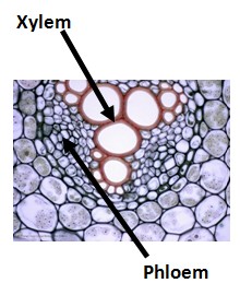 A picture of a dicots phloem and xylem. 