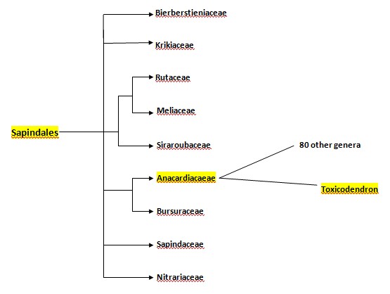 This phylogenetic tree shows the order sapindales and its path to the toxicodendron genera.    Help with creating this was found at http://www.mobot.org/MOBOT/research/APweb/welcome.html.