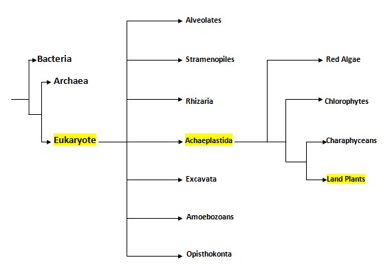 This a phylogenetic tree showing the evolution of land plants through the three domains and the seven super groups.  Help with creating this was found at http://www.mobot.org/MOBOT/research/APweb/welcome.html.