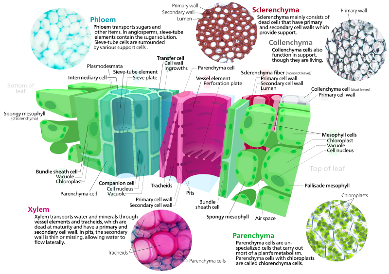 More information on the phloem and xylem transport in this picutre.