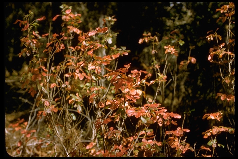 This shows the poison oak in its shrub form during the fall with its reddish orange leaves.