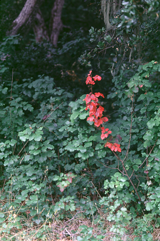 This picture depicts a poison oak plant with a single branch of red leaves.