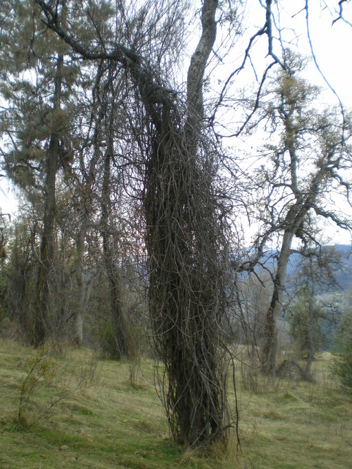Poison oak in its vine form has completely engulfed this tree in the picture.
