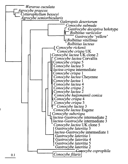 Phylogenetic tree showing Conocybe filaris in relation to related species.