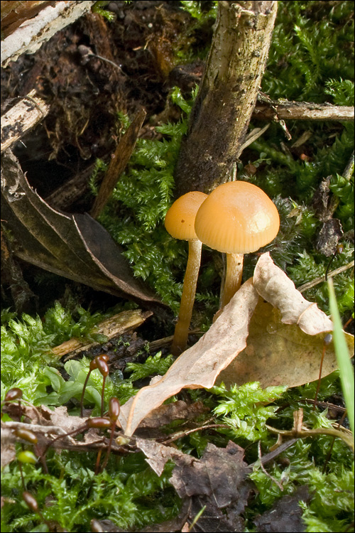Galerina autumnalis in association with moss. Flickr 2010.
