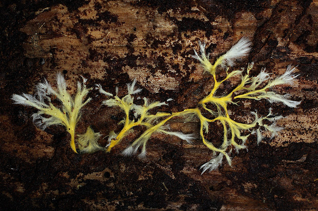An example of fungal hyphae. Flickr 2008.
