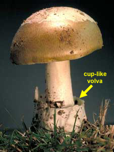 Death cap mushroom. Photography courtesy of Austrailian National Botanic Gardens