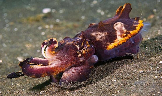 This is the Flamboyant Cuttlefish blending as a what looks like rock (Mathew Oldfield)