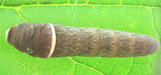 File:Tiger Swallowtail caterpillar.jpg