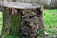 Fungi growing on a dead tree stump