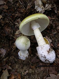 The death cap mushroom