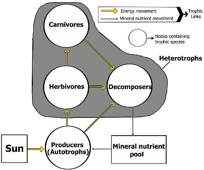 A picture showing how decomposers consume at every trophic level