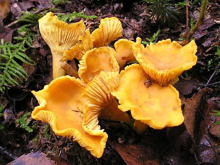 The edible Chanterelle mushroom