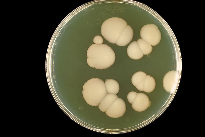An agar plate of the fungus Candida albicans, the cause of yeast infections
