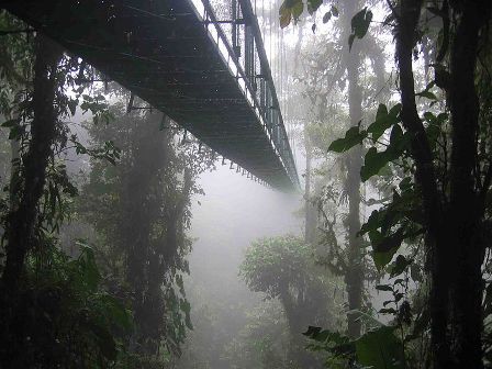 A cloud forest permeated with fog