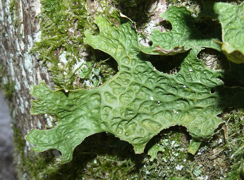 A lichen