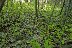A true morel growing in a forest