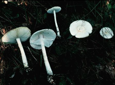 An example of a white mushroom from the genus Amantia
