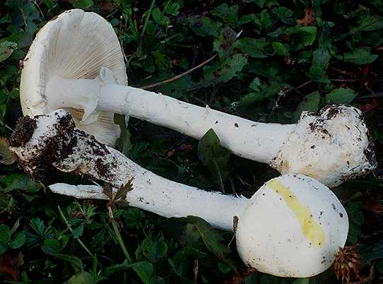 White mushrooms from the genus Amantia