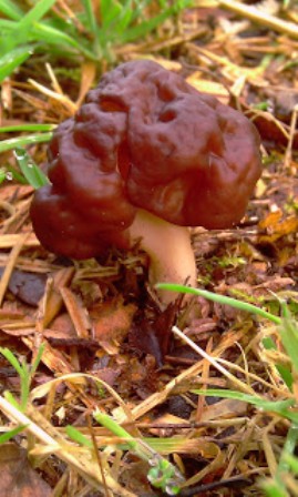 A false morel mushroom