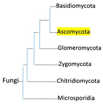 Fungi Classification Chart