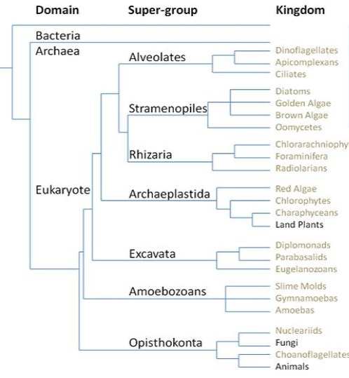 A phylogenetic tree including domain, supergroup, and kingdom of the false morel