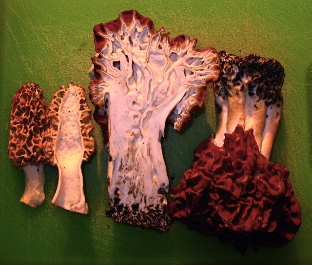 Cross sections of a true and false morel showing how true morels aren't chambered, and false morels are