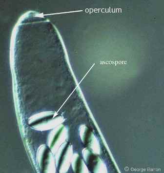 An ascus showing the operculum and ascospores
