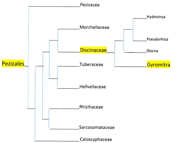 A phylogenetic tree including class, order, and genus for the false morel