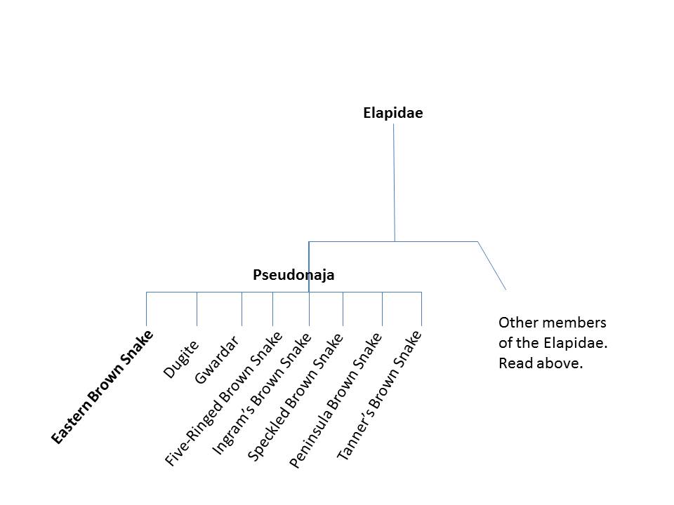 Phylogenetic tree for Elapids