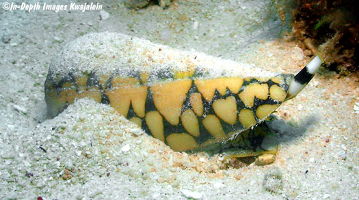The marbled cone snail partially buried under the substrate (Courtesy of Jeanette and Scott Johnson)
