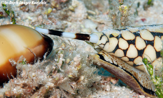 Conus marmoreus scoping out a potential new victim, a mole cowry (Courtesy of Jeanette and Scott Johnson)