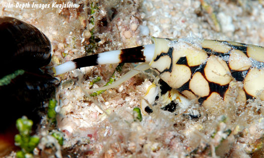 A marbled cone snail using its siphon and pale yellow proboscis to investigate a potential meal (Courtesy of Jeanette and Scott Johnson)