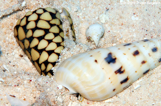 C. marmoreus feeding on another mollusc from beneath the substrate (Courtesy of Jeanette and Scott Johnson)