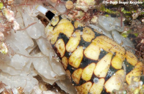 A close-up of the female marbled cone snail and her egg clusters (Courtesy of Jeanette and Scott Johnson)
