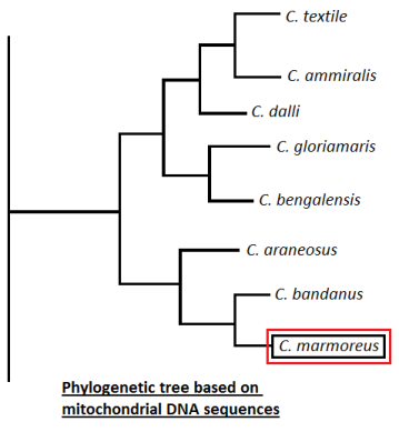 Phylogenetic tree based on mitochondrial DNA sequences (redrawn from Science Direct)