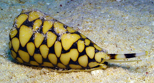 The marbled cone snail's siphon and proboscis (Courtesy of Jeanette and Scott Johnson)