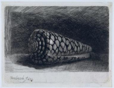 Rembrandt's drawing of Conus marmoreus