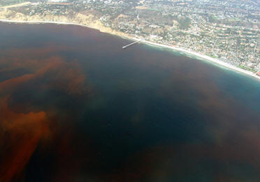 La Jolla, California Red Tide