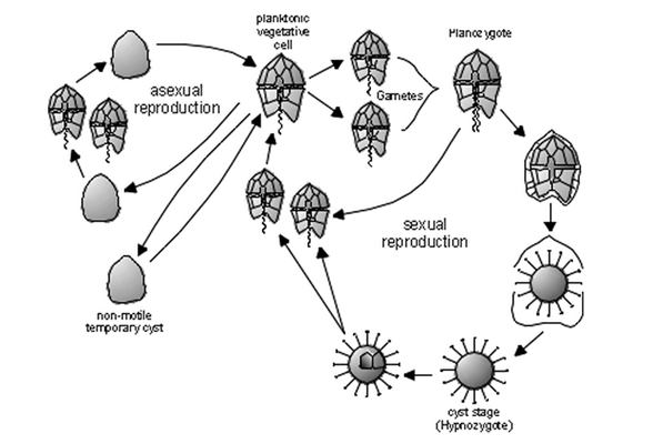 Reproductive Life Cycle