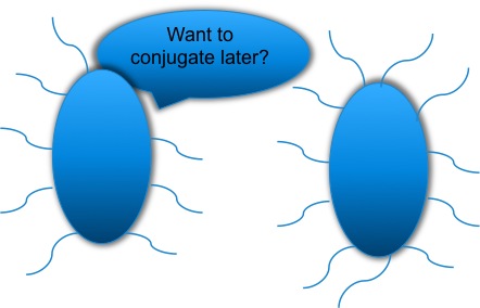 Bacteria wanting to conjugate