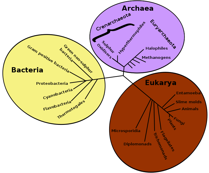 A phylogenetic tree of living things, based on rRNA data, showing the separation of bacteria, archaea, and eukaryotes