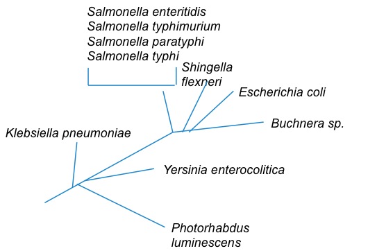 Phylogenetic tree derived from Fig. 1. in Was our ancestor a hyperthermophilic procaryote?